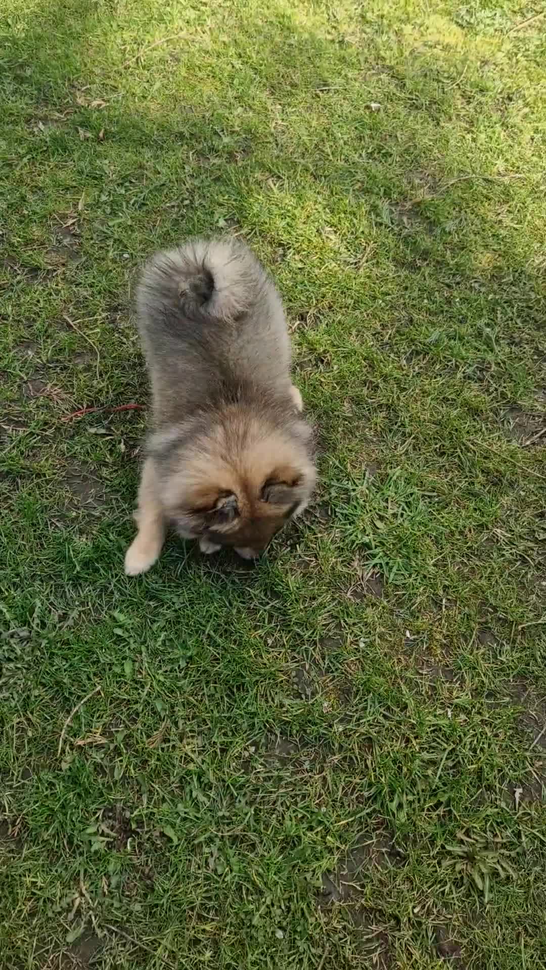 Pomeranian dogs for sale:  The Last Boy  Beautiful Pomeranian Ready Now - Video 1