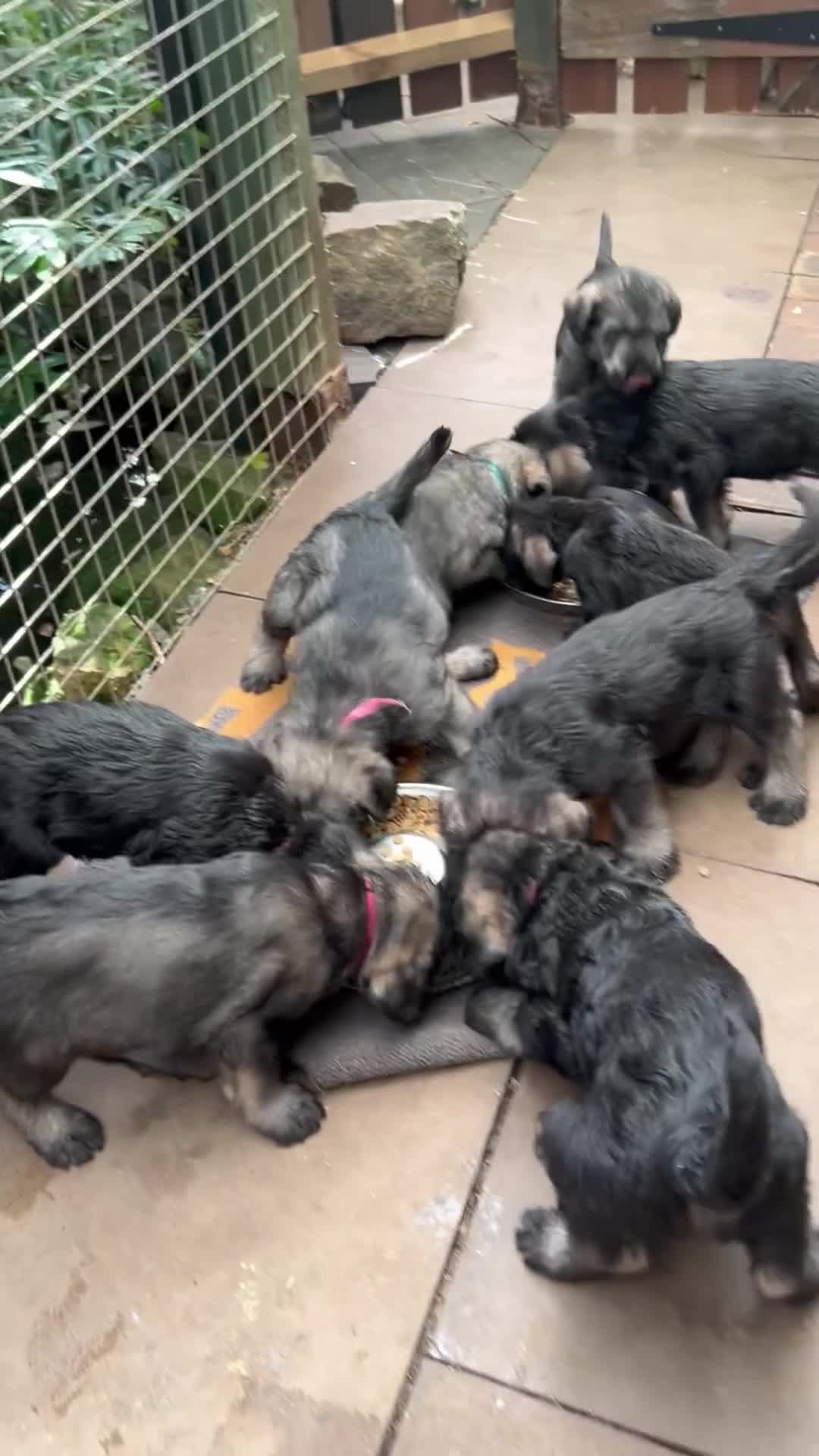 Giant Schnauzer dogs for sale: Very Rare pepper & salt giant schnauzer puppies in Derby - Video 1