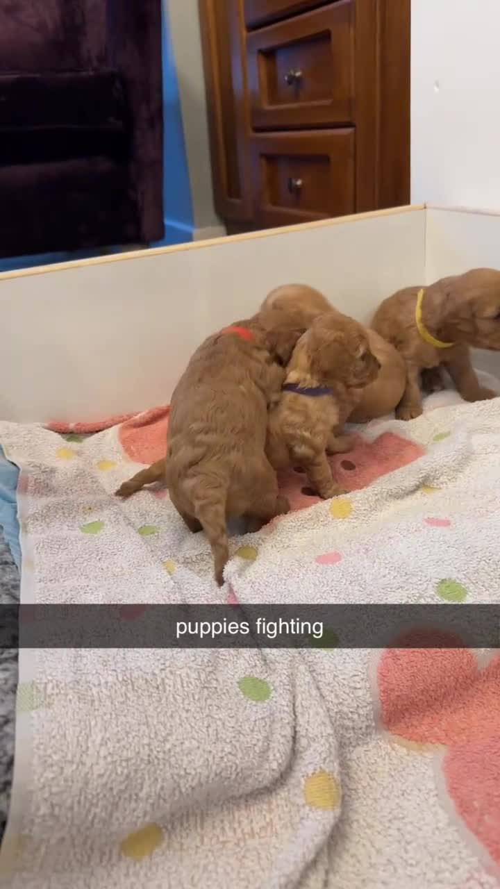 Cavapoo dogs for sale: 6 Beautiful Toy Cavapoo Girls  - Video 4