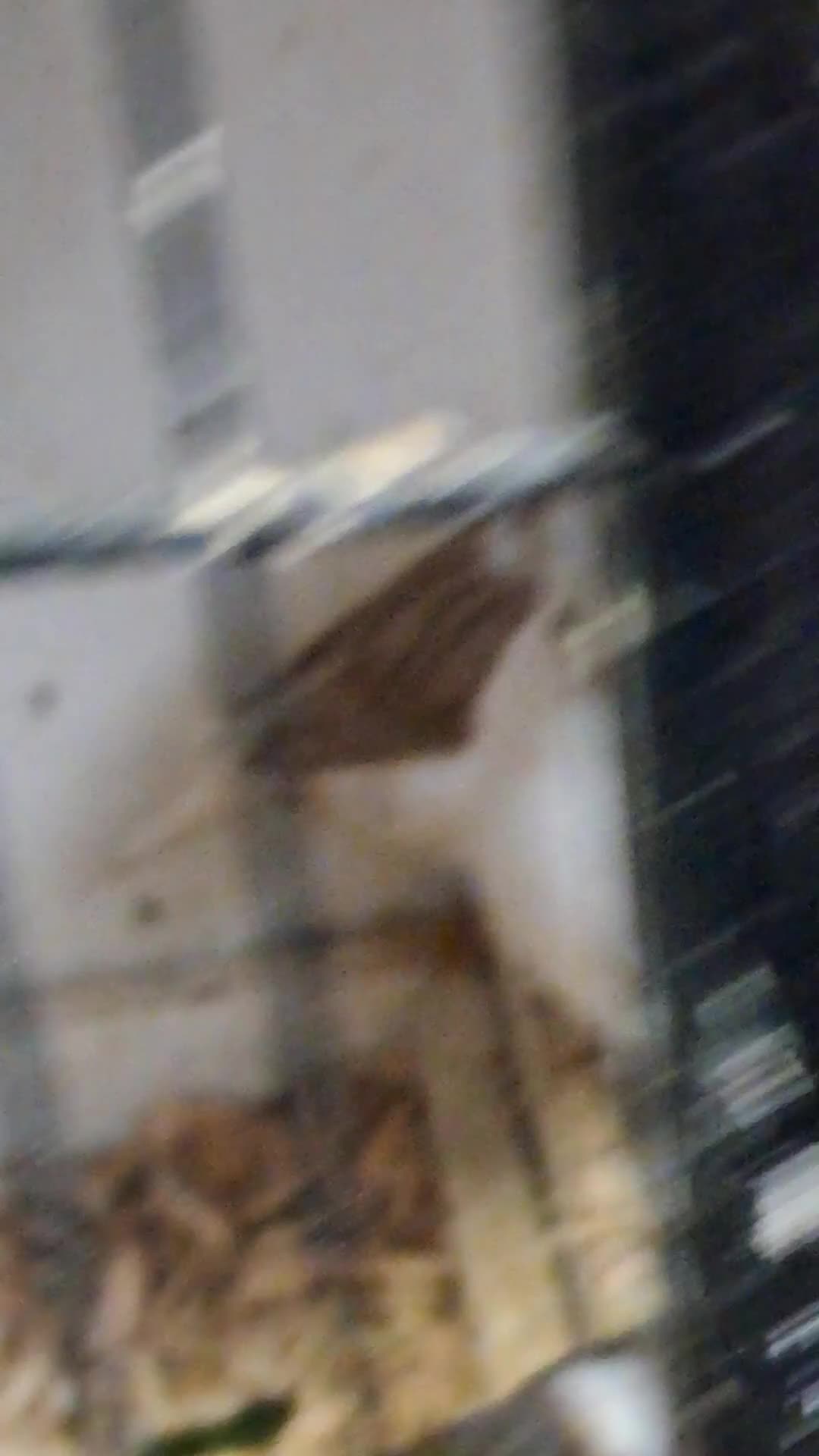 Canaries birds for sale: CANARIES and Budgies  - Video 2