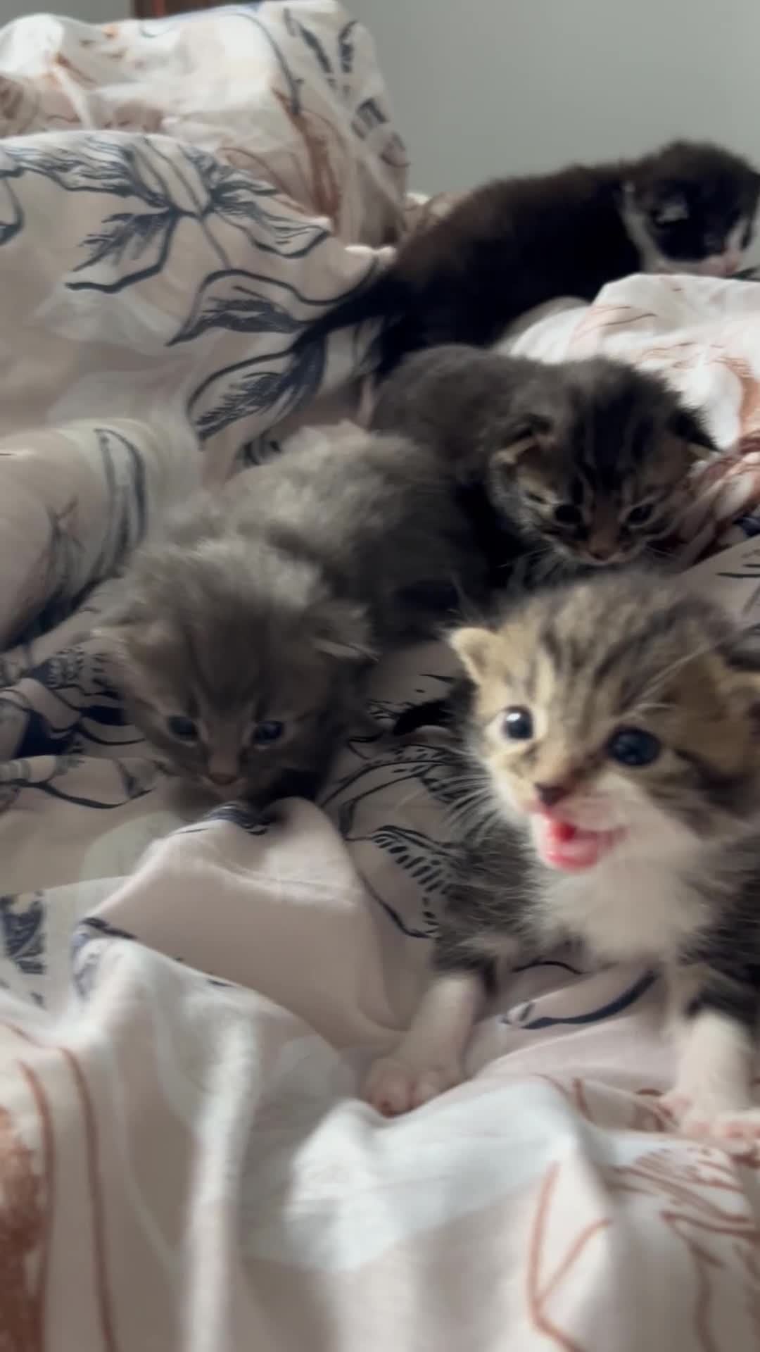 Domestic Shorthair cats for sale: 4 beautiful kittens looking for a forever home - Video 1