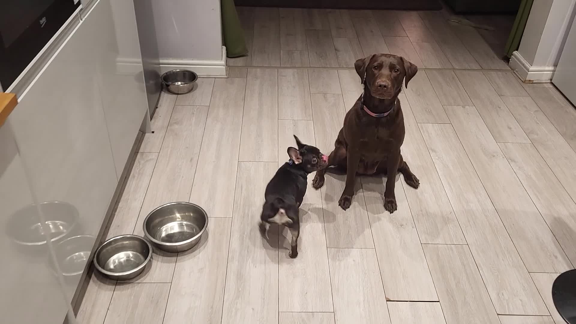 French Bulldog dogs for sale: Bitch Mini french bulldog - Video 4