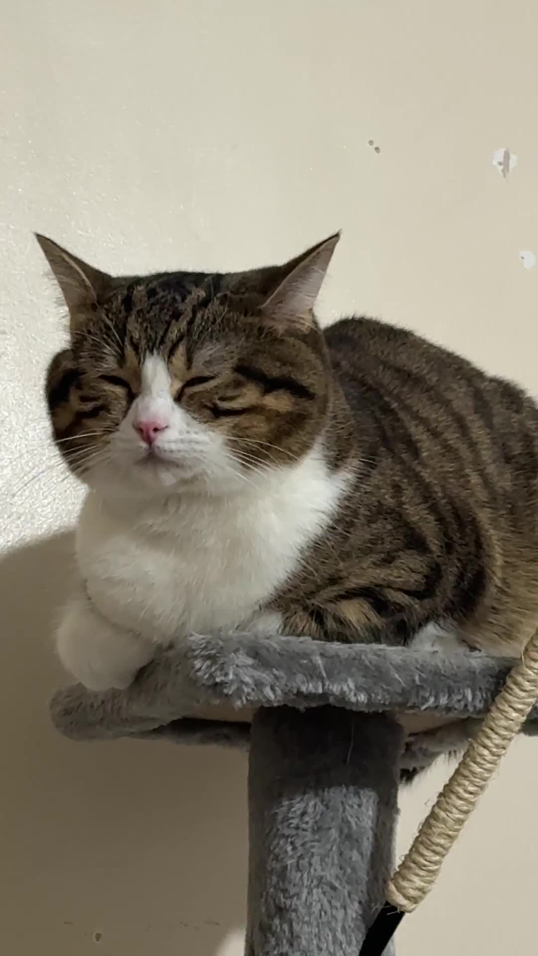 British Shorthair cats for sale: Adorable Indoor Cat Looking for a Loving Home - Video 1