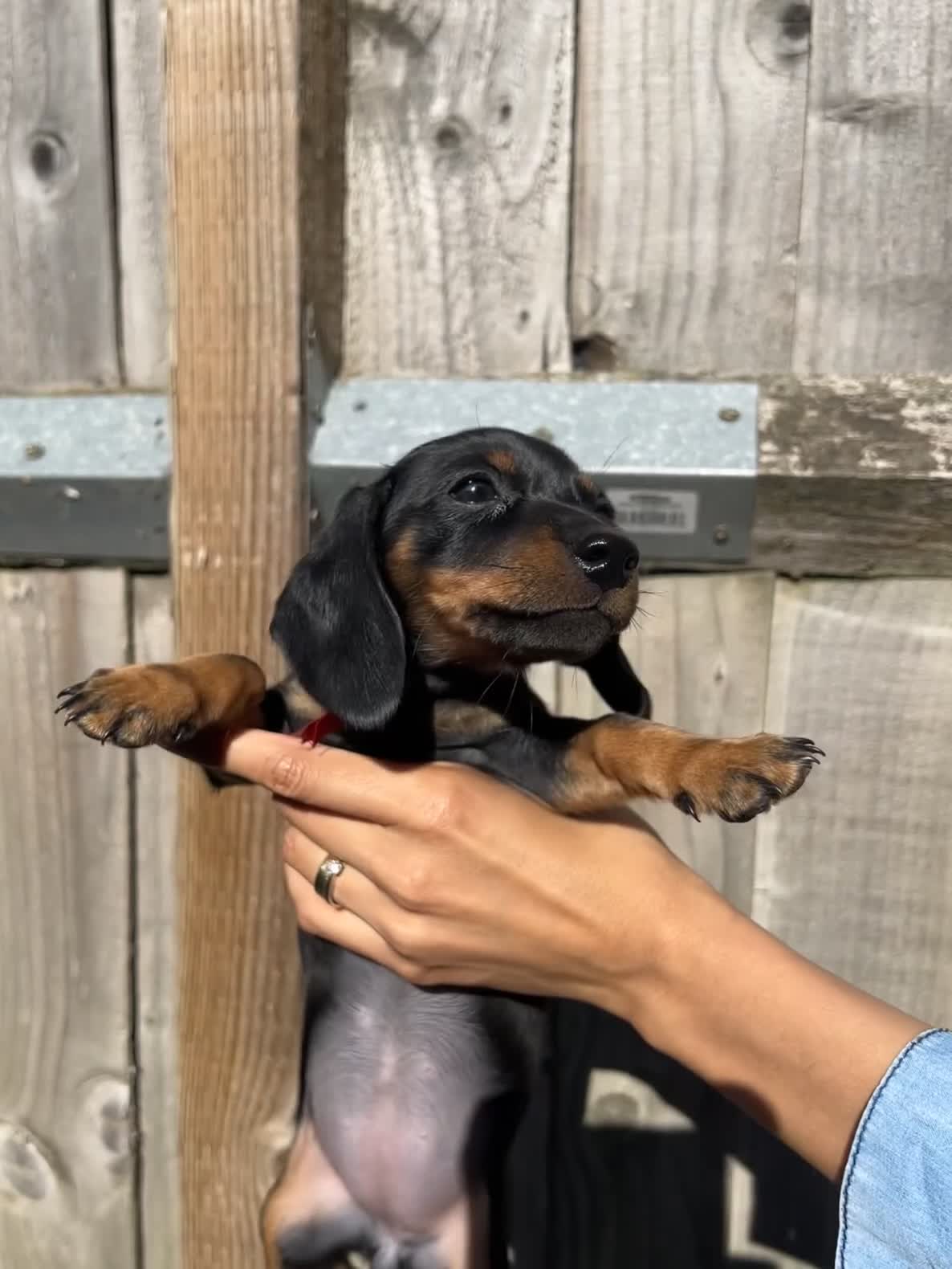 Dachshund dogs for sale: Gorgeous Black and Tan Dachshund Puppies - Video 2