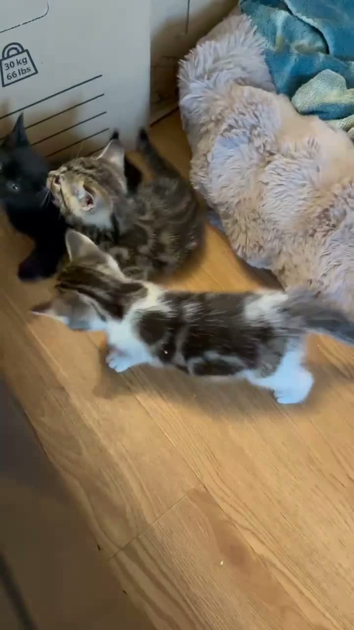 Mixed Breed cats for sale: Litter of 4 affectionate and playful cats  - Video 1