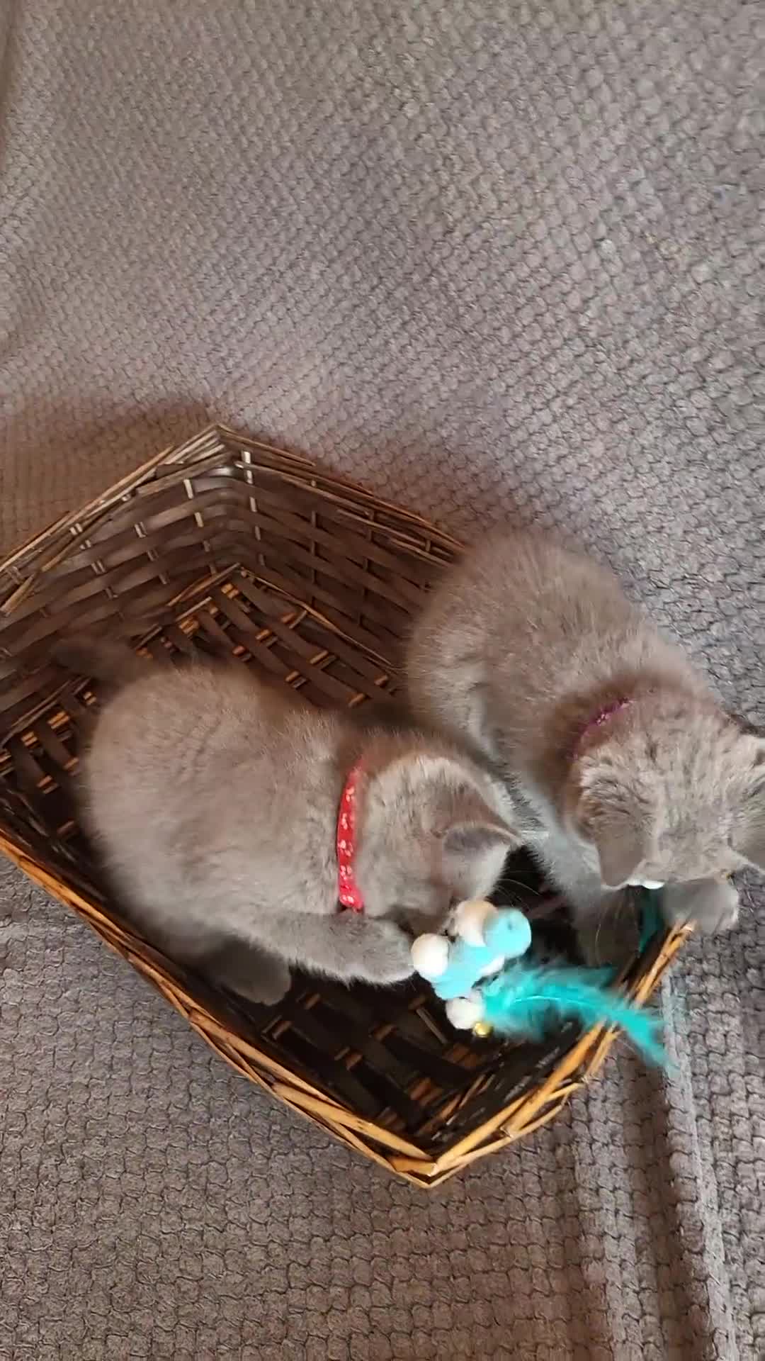Scottish Fold cats for sale: Beautiful Female Scottish Straight Kitten - Video 1
