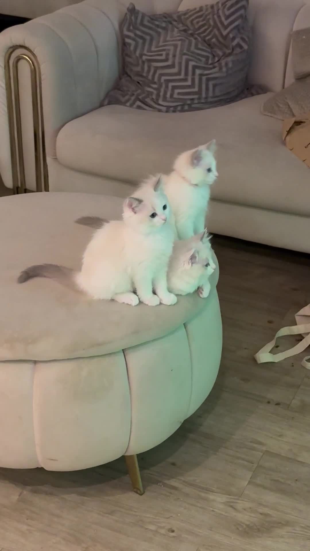 Ragdoll cats for sale: Beautiful Ragdoll Kittens – Stunning & Ready Soon - Video 4