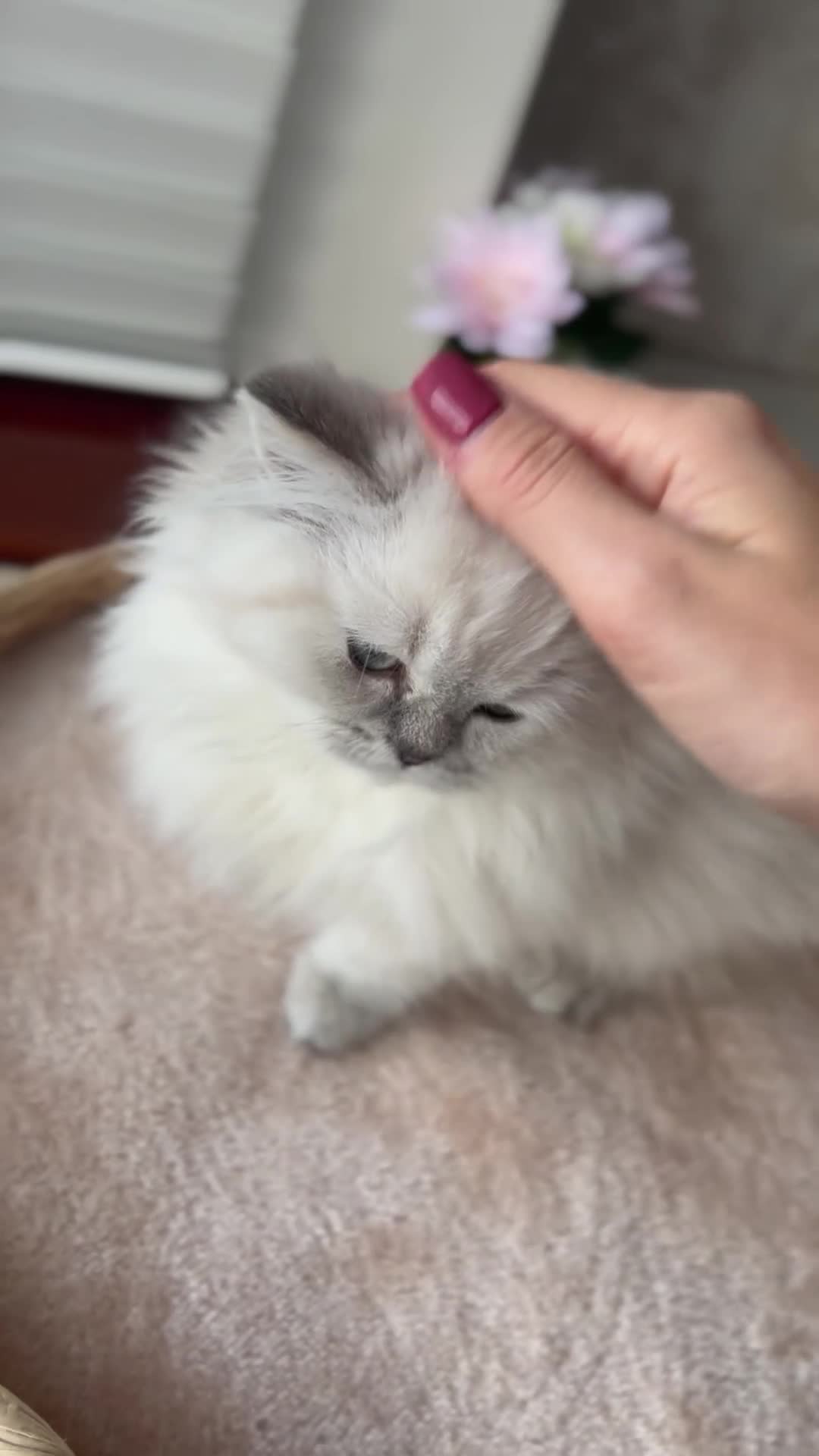 British Shorthair cats for sale: 💜Beautiful Longhaired Girl - Video 1