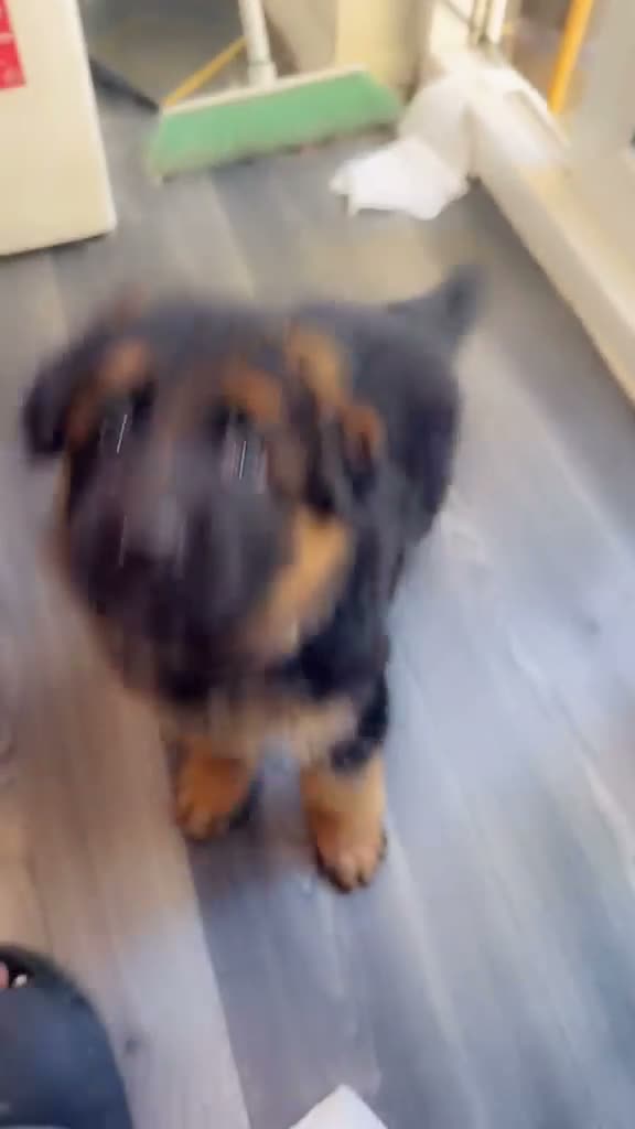 German Shepherd dogs for sale: Long hair Czech/Polish German Sherpard - Video 1