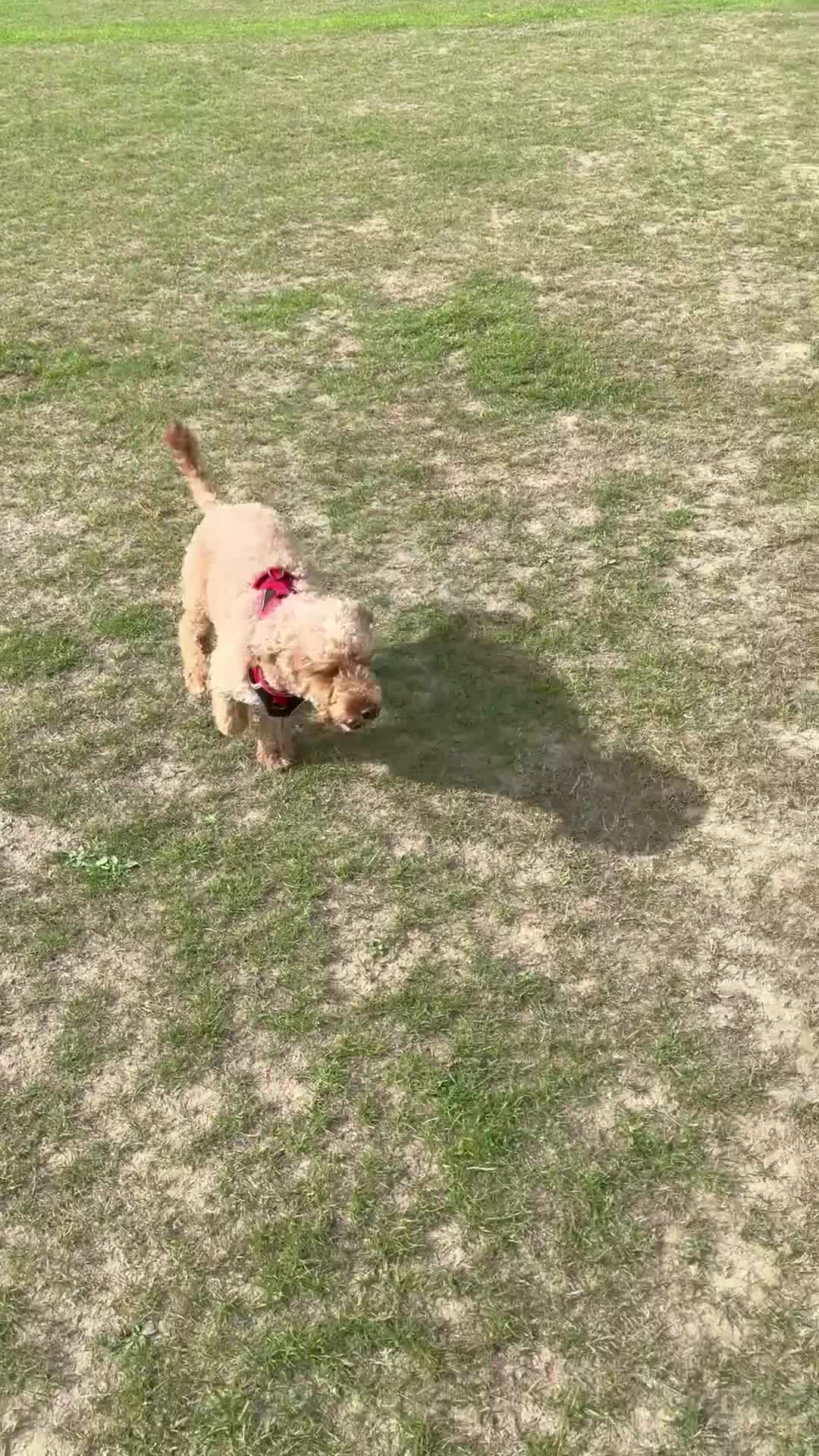 Cockapoo dogs for sale: 2yo cockapoo stormy  - Video 2