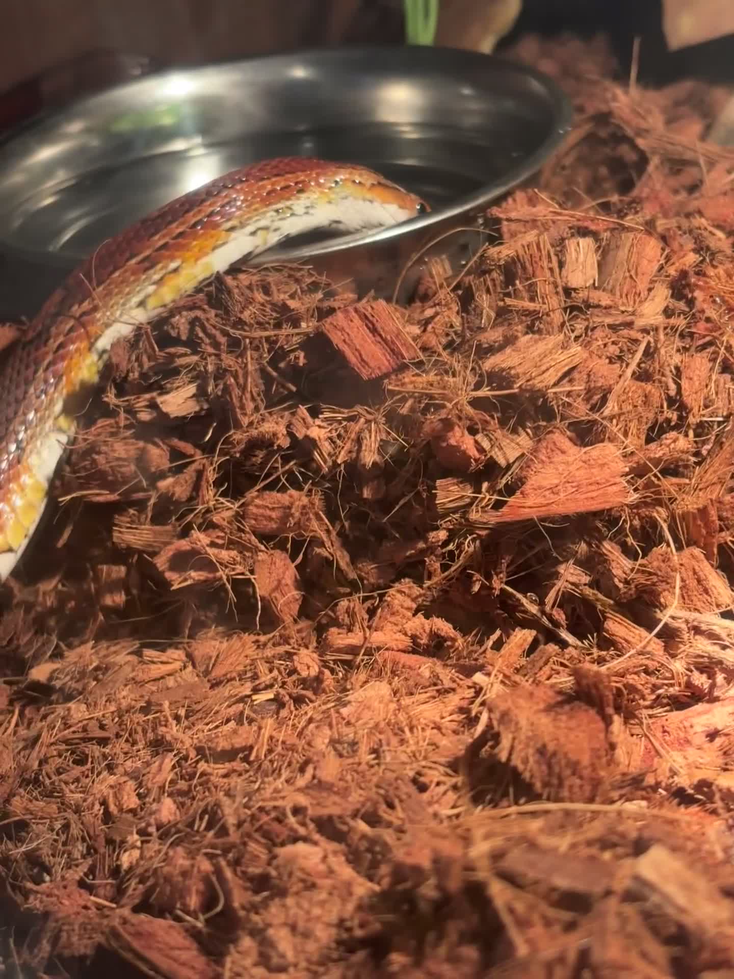 Corn Snake reptiles for sale: Fire-red corn snake, full set-up included. in Pontefract - Video 2