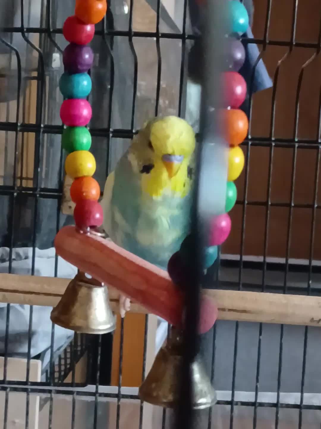 Budgerigars birds for sale: Budgies - Video 1