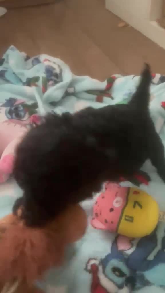 Toy Poodle dogs for sale: 🩶2 Grey/Blue Rare boys🏡1 girl🩷 - Video 3