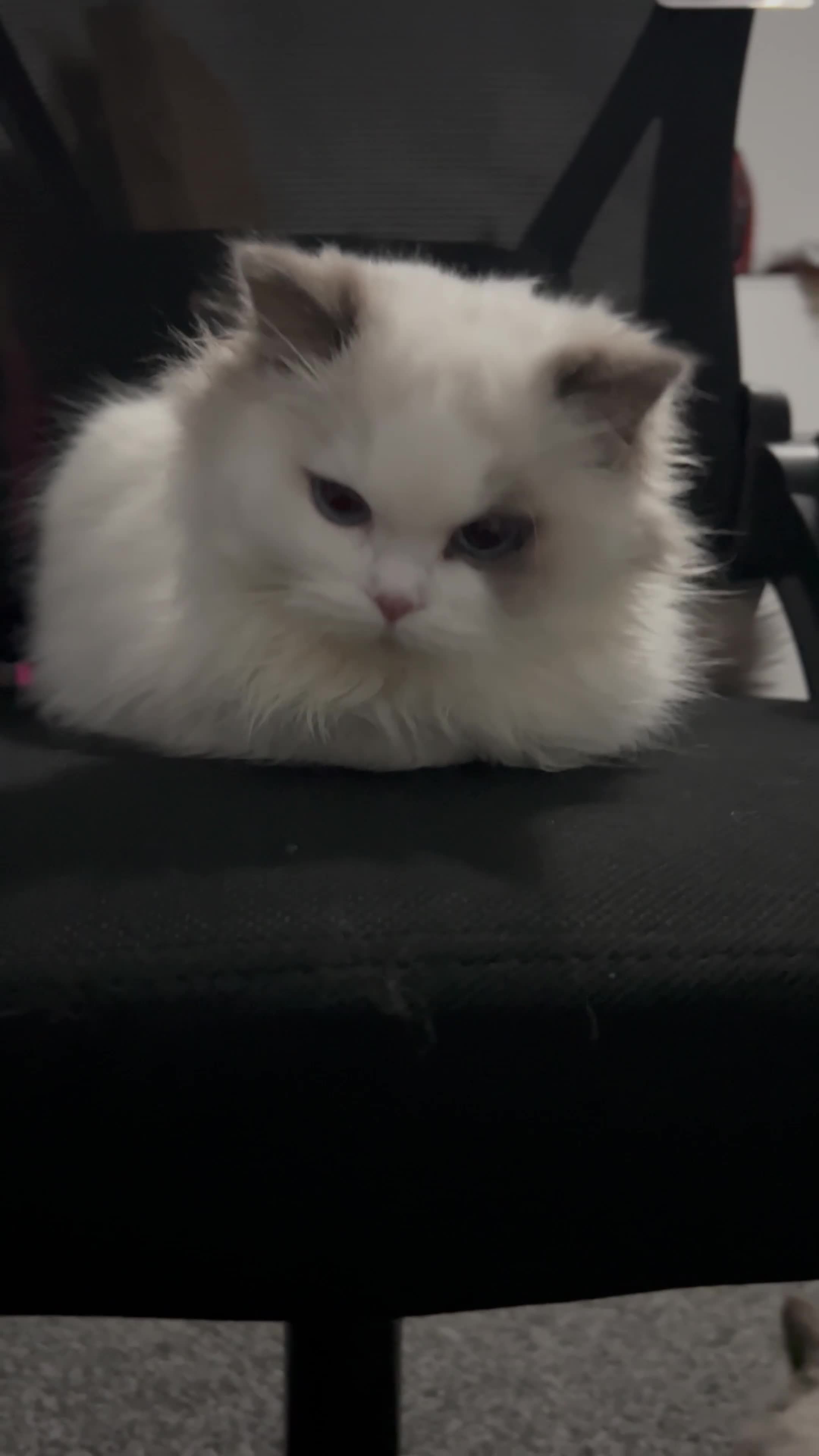 Ragdoll cats for sale: 2 ragdolls cats Tigga and Mimi.  in Birmingham - Video 2