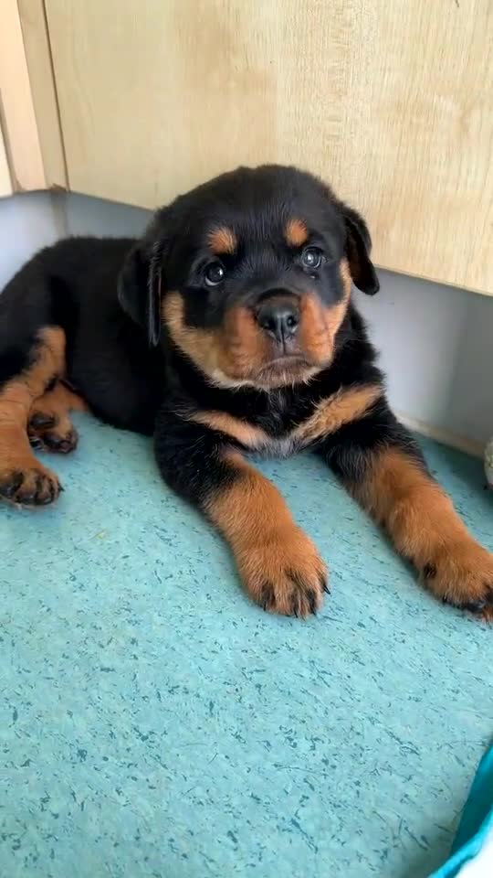 Rottweiler dogs for sale: Rottweiler Girl pup - Video 3