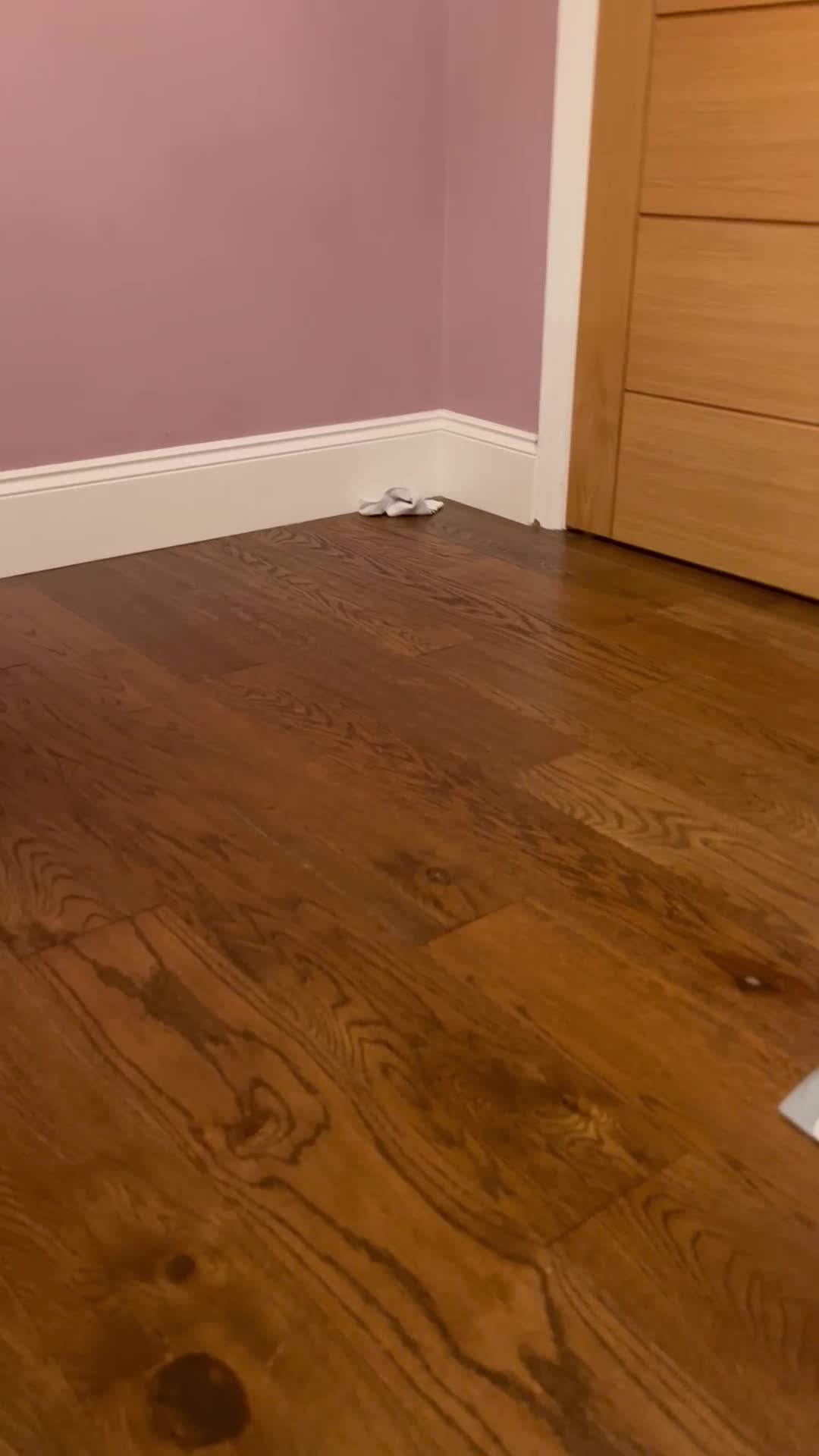 Maltipoo dogs for sale: Gorgeous 3 month old Maltipoo boy 🐶🥰 - Video 1