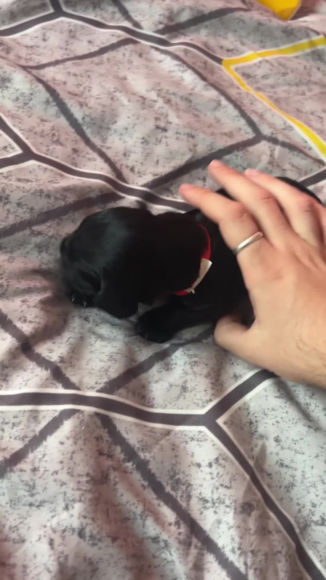 Cocker Spaniel dogs for sale: 🐾 Beautiful Cocker Spaniel Puppies 🐶 - Video 1