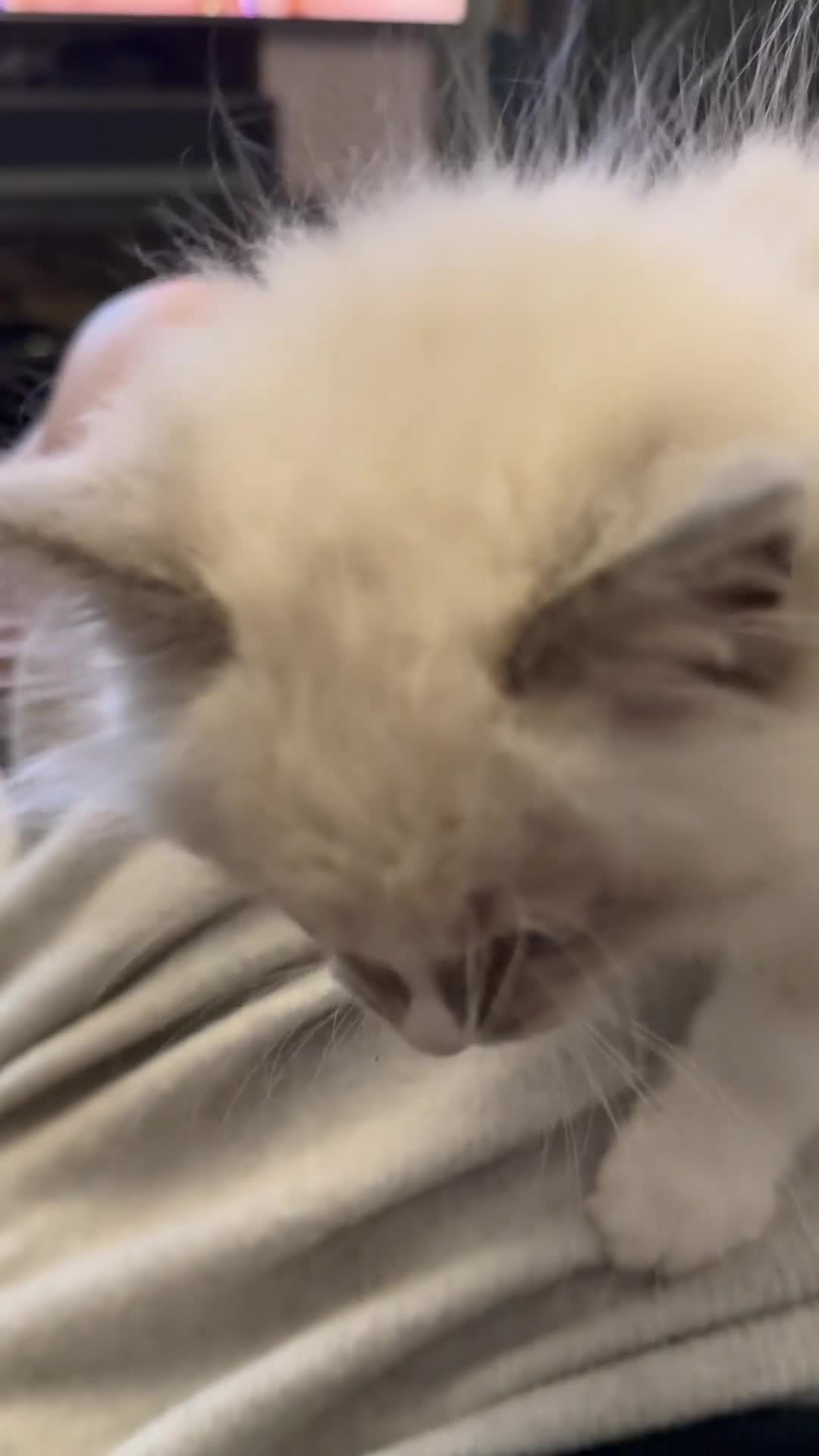 Ragdoll cats for sale: 🤍 Exceptional TICA Registered Ragdoll Girls - Video 2