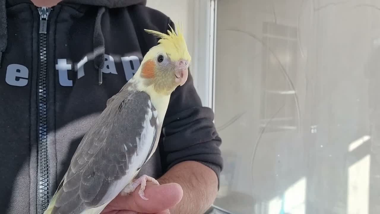 Cockatiels birds for sale: super silly hand tamed baby cockatiels  - Video 3