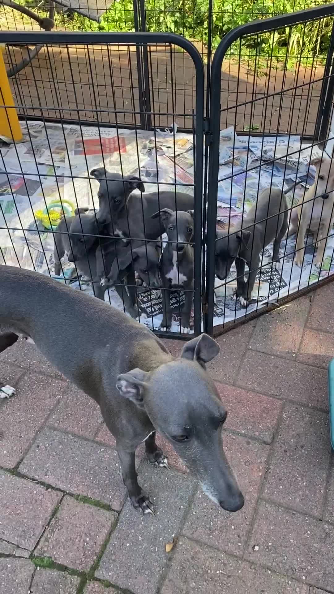 Whippet dogs for sale: 2 whippet puppies remaining ready for new homes - Video 3