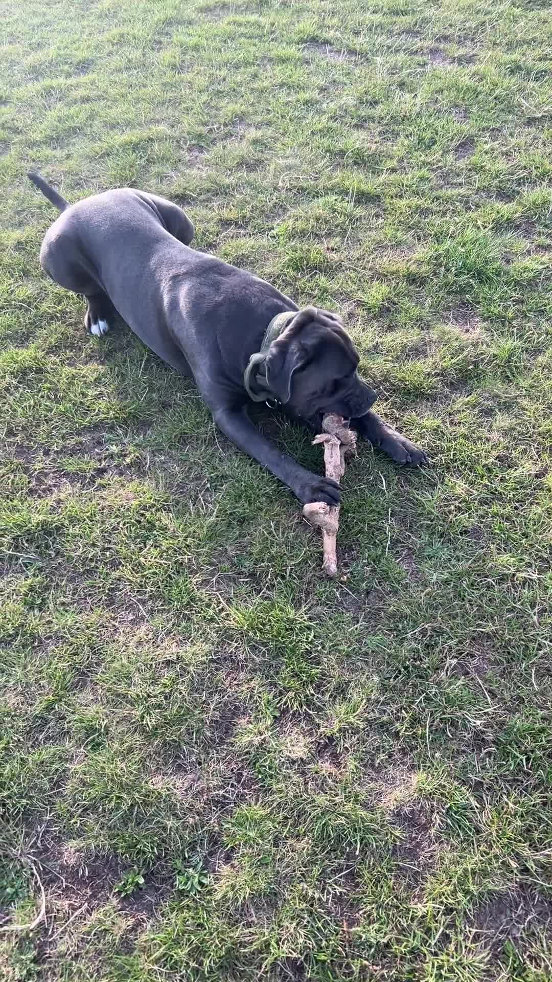 Cane Corso dogs for sale: Kane 2.5 year old Cane Corso  in Clacton-on-Sea - Video 5