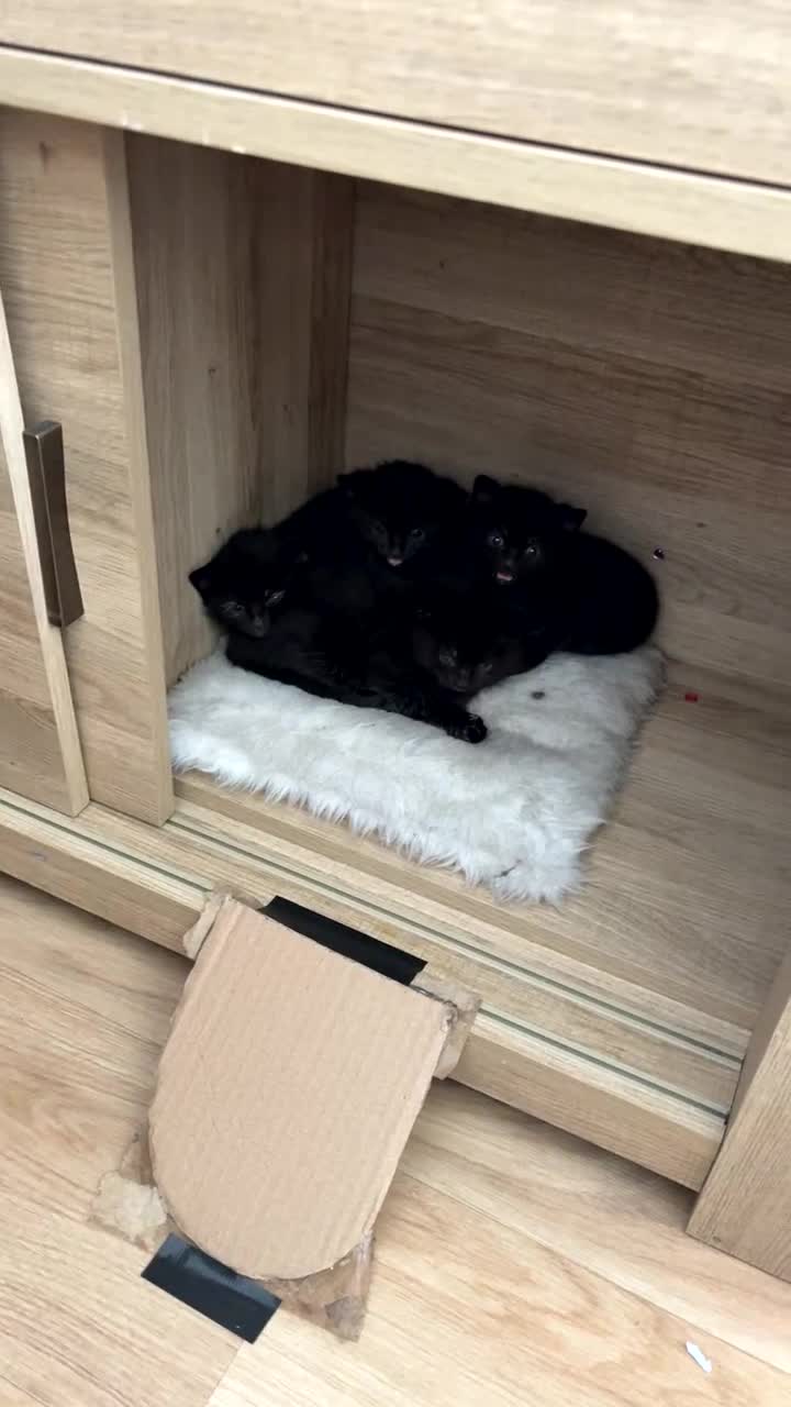 Mixed Breed cats for sale: 4 kittens for sale  - Video 3
