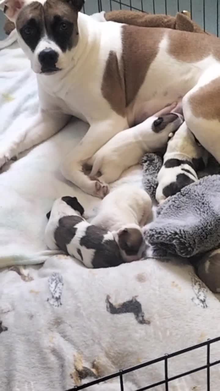 Mixed Breed dogs for sale: Cute litter of puppies  - Video 1