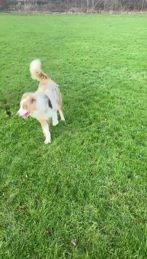 Australian Shepherd dogs for sale: *3 LEFT* Australian shepherd puppies for sale  - Video 1