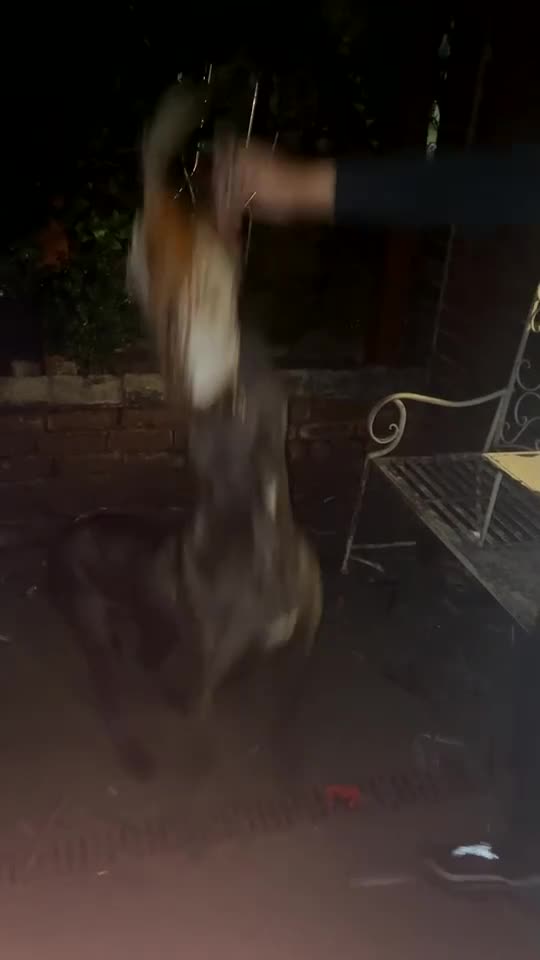 Bandog dogs for sale: Bandog male and female available  in Smethwick - Video 1