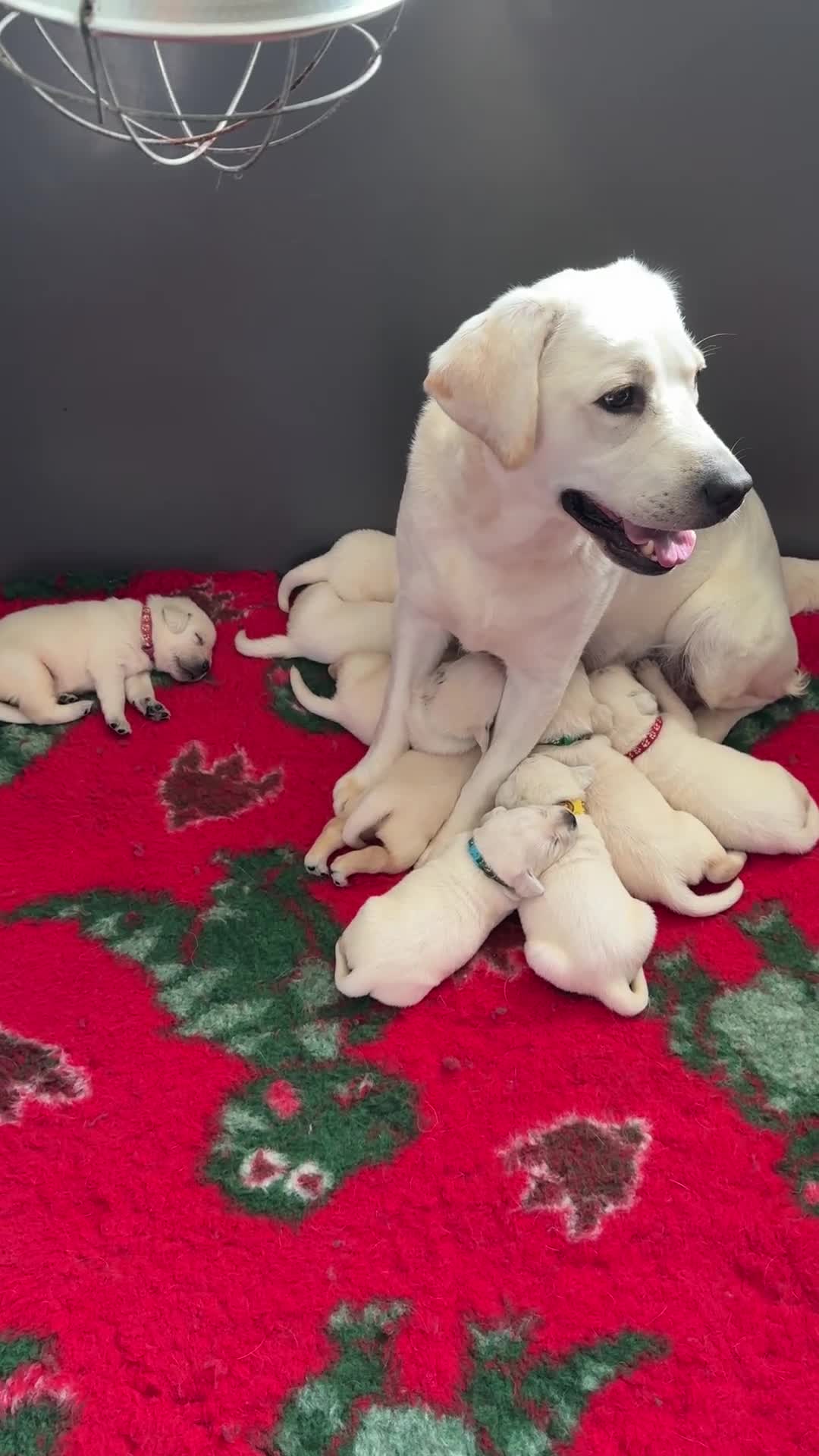 Labrador Retriever dogs for sale: White/Cream Labrador Retriever Puppies available  - Video 1