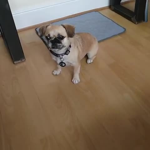 Puggle dogs for adoption: 💖🐶LOLA 2 -affectionate & sweet PugxFrenchie🐶💖 - Video 1