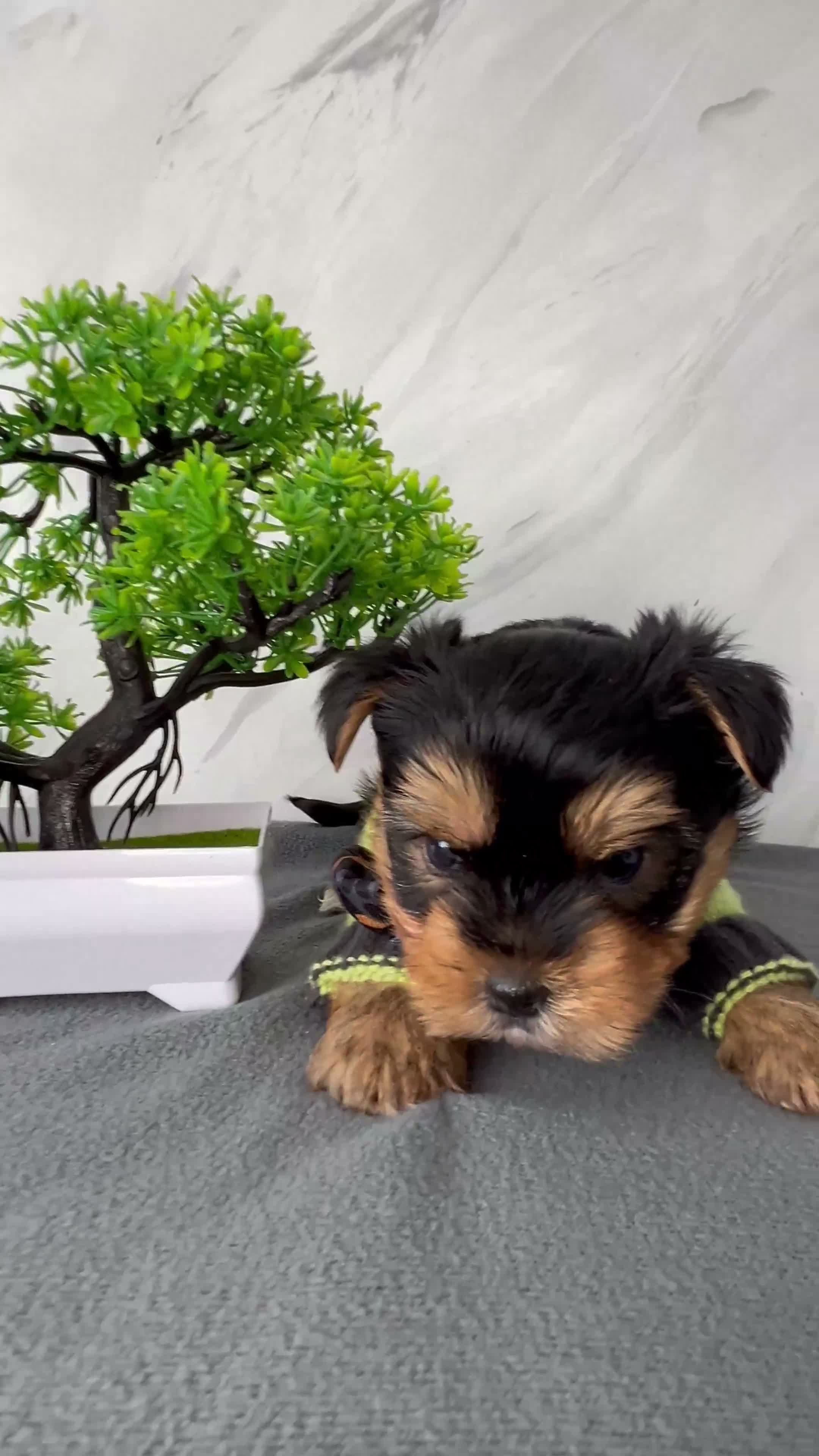 Yorkshire Terrier dogs for sale: Beautiful Yorkshire Terrier Puppies - Video 3