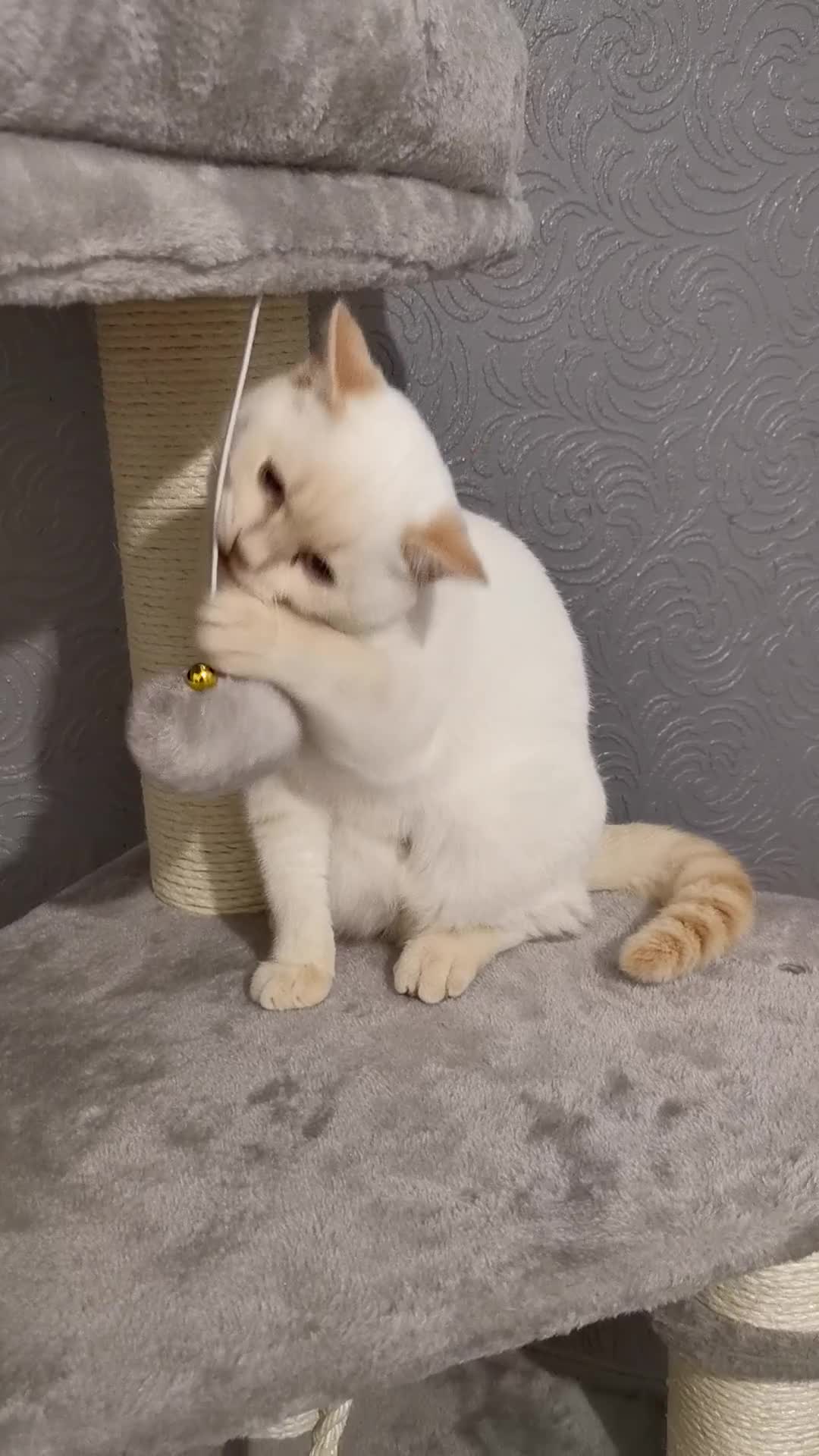 British Shorthair cats for sale: Stunning GCCF reg BSH kittens Ready to leave!! - Video 3