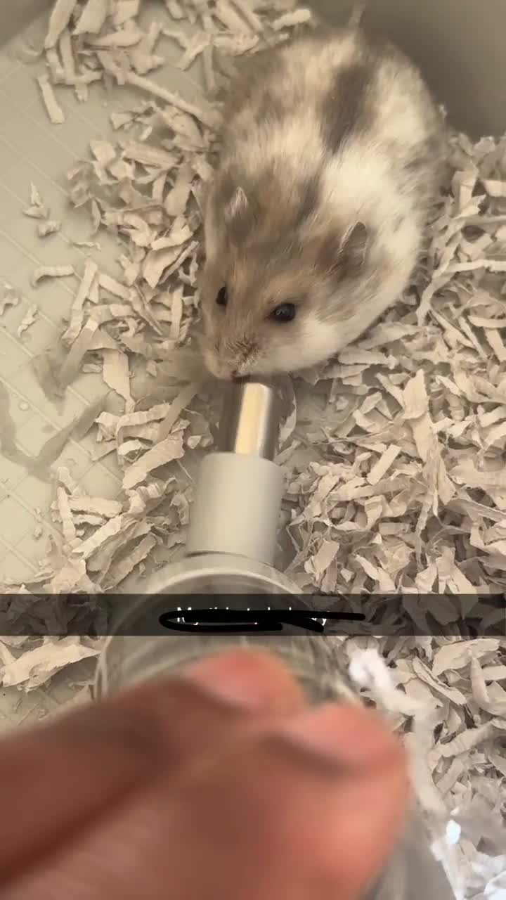 Hamster rodents for sale: Coco  in Mitcham - Video 1