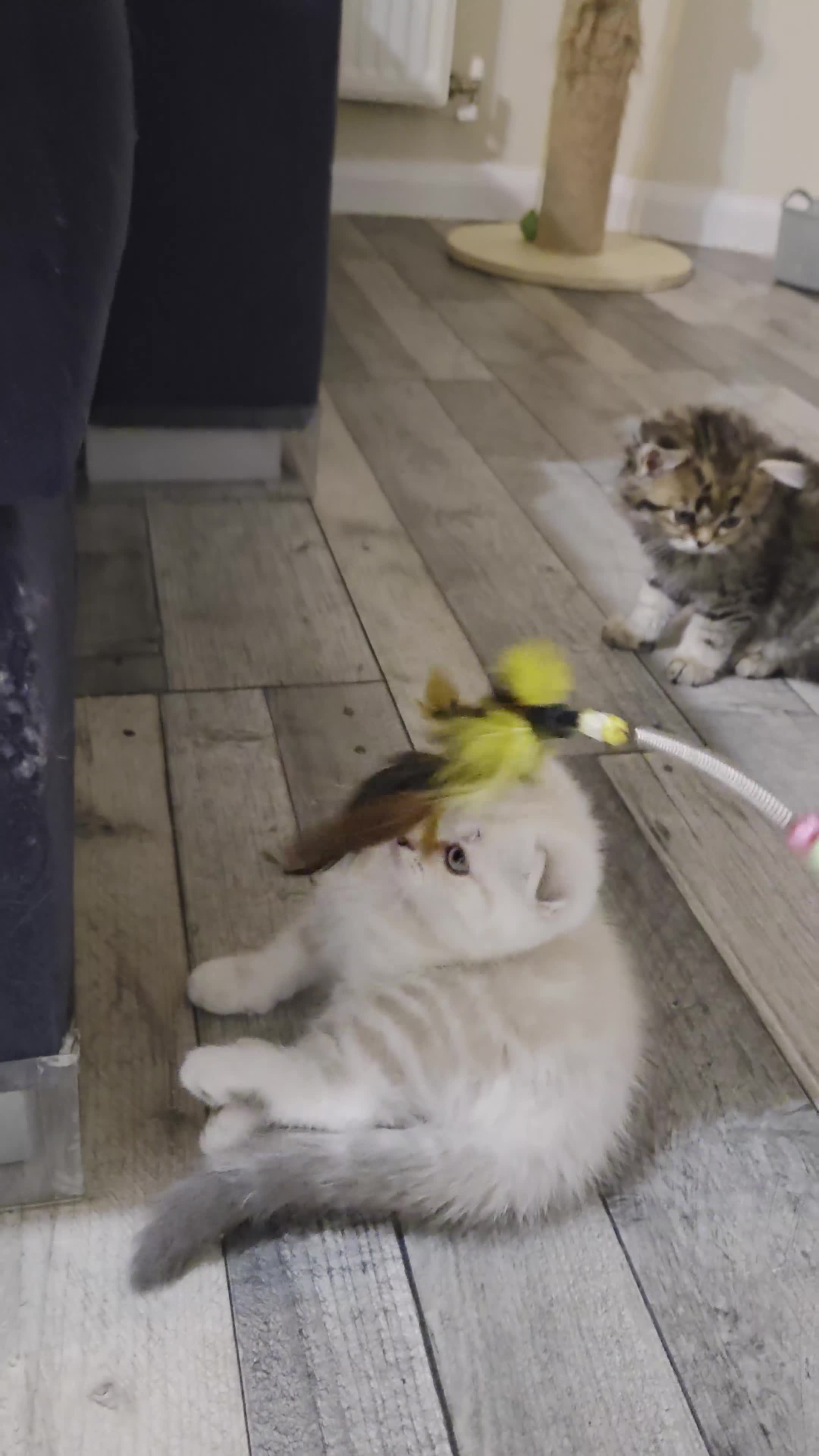 Scottish Fold cats for sale: Scottish Fold Kitten Female Ready To Be Collected  - Video 2