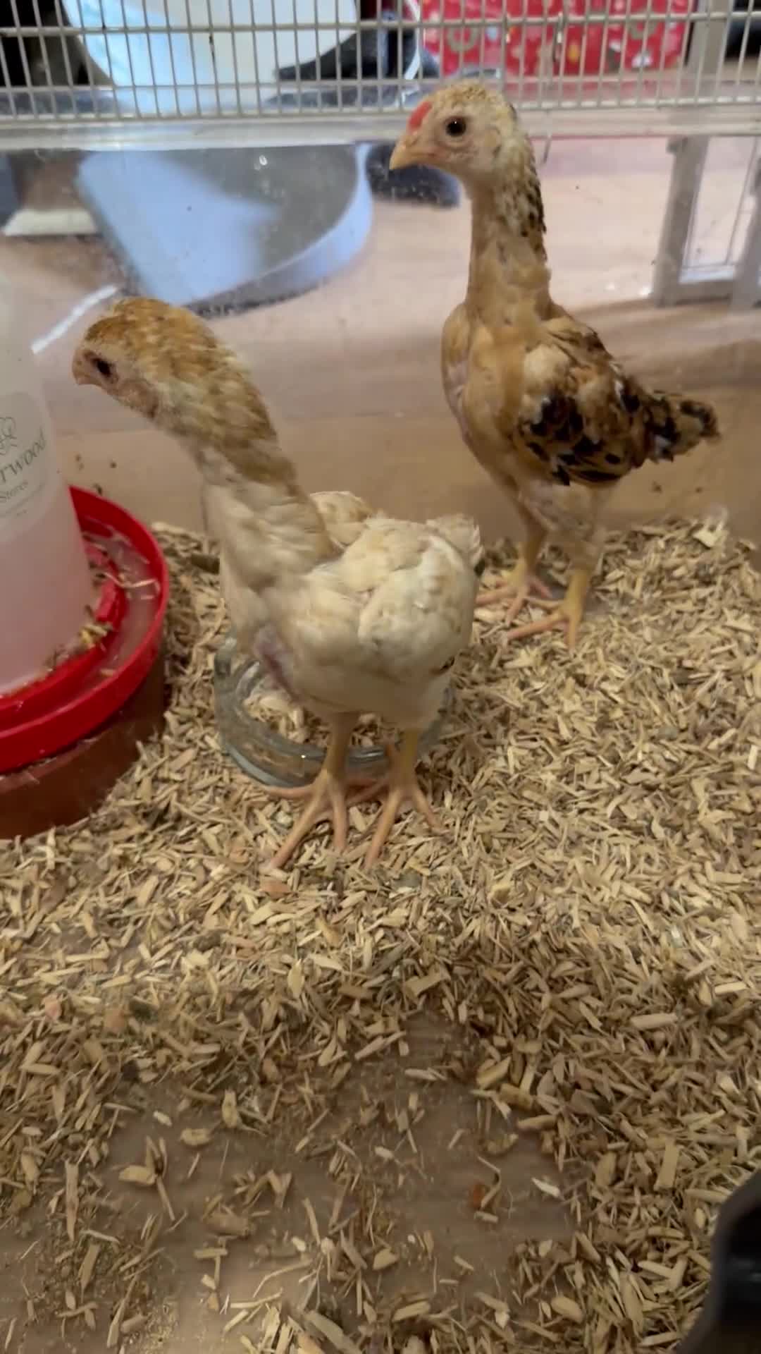 Chickens poultry for sale: Ko shamo - Video 1