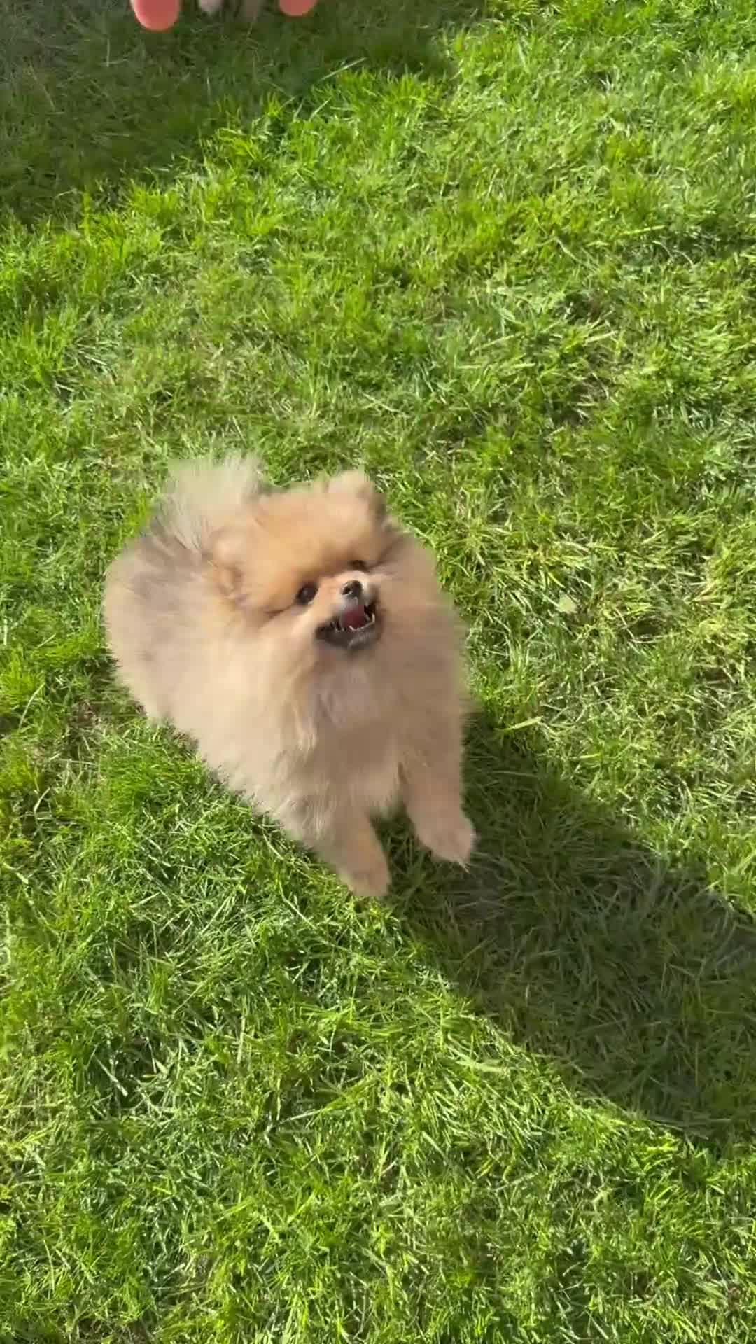 Pomeranian dogs for sale: Pure-Breed Toy Pomeranians  - Video 2