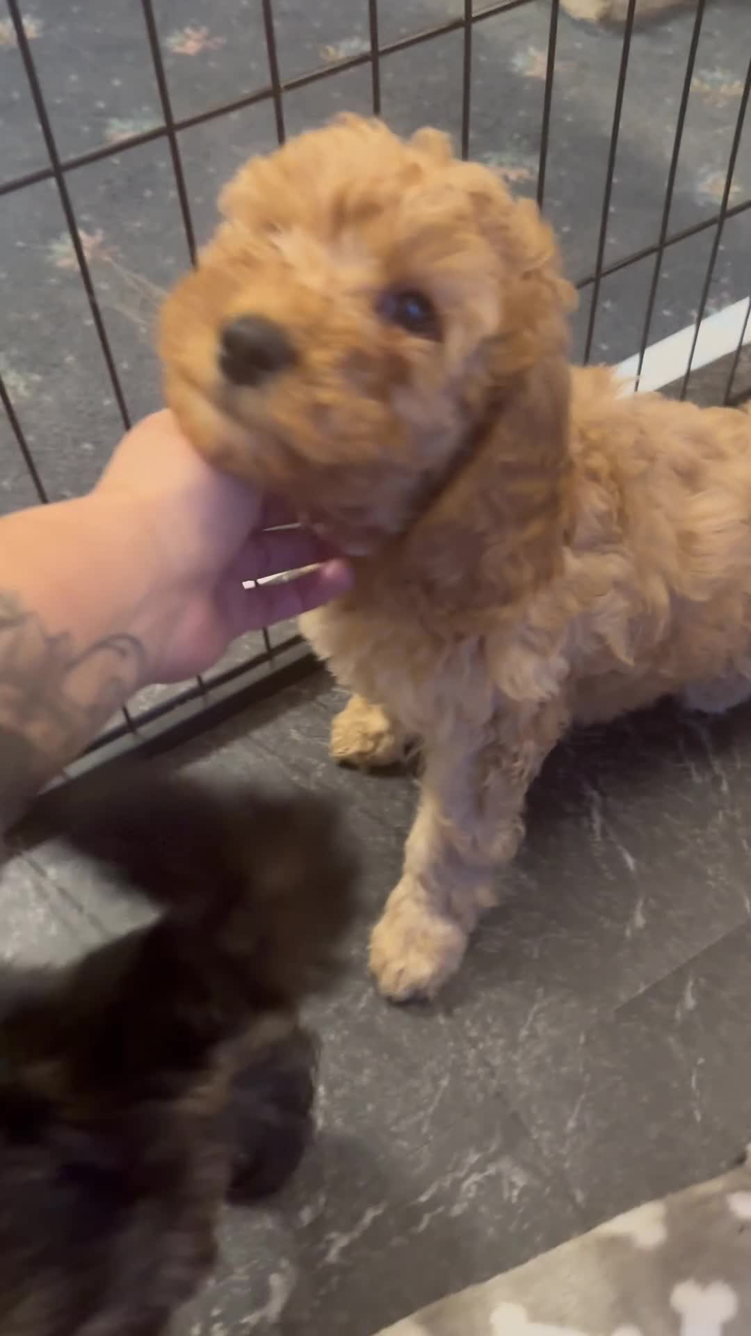 Mixed Breed dogs for sale: Cavapoo x Cockapoo puppies  - Video 2