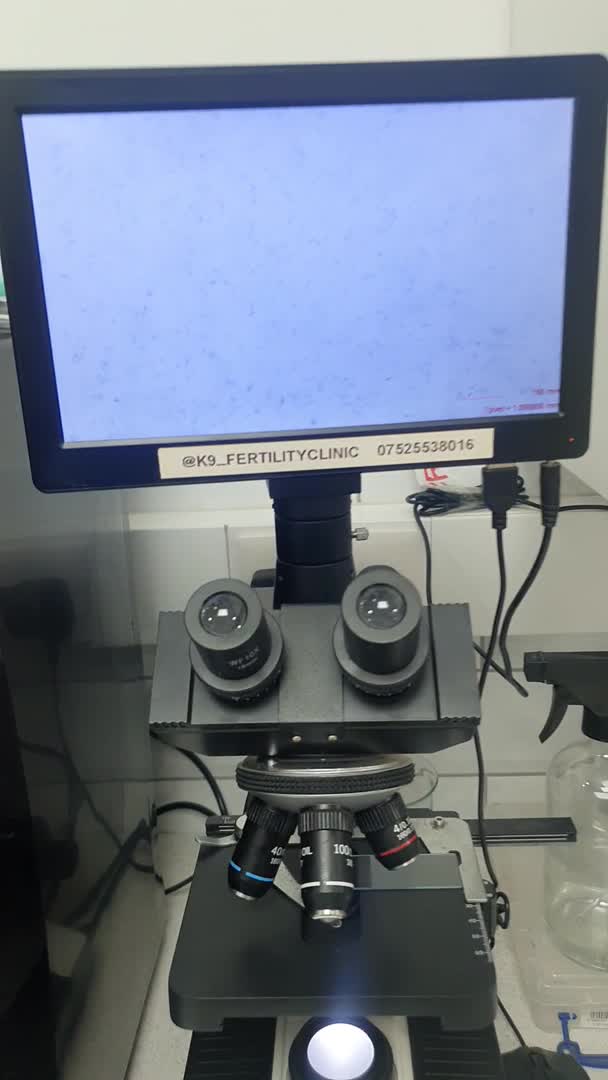 Cockapoo dogs for stud: Proven DNA tested red F1 Cockapoo Charlie for Stud in Milton Keynes - Video 3