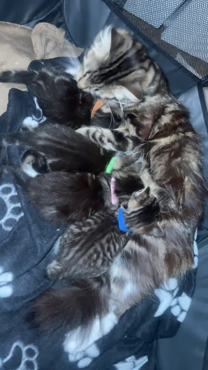 Norwegian Forest Cat cats for sale: Male kitten 8weeks old - Video 1
