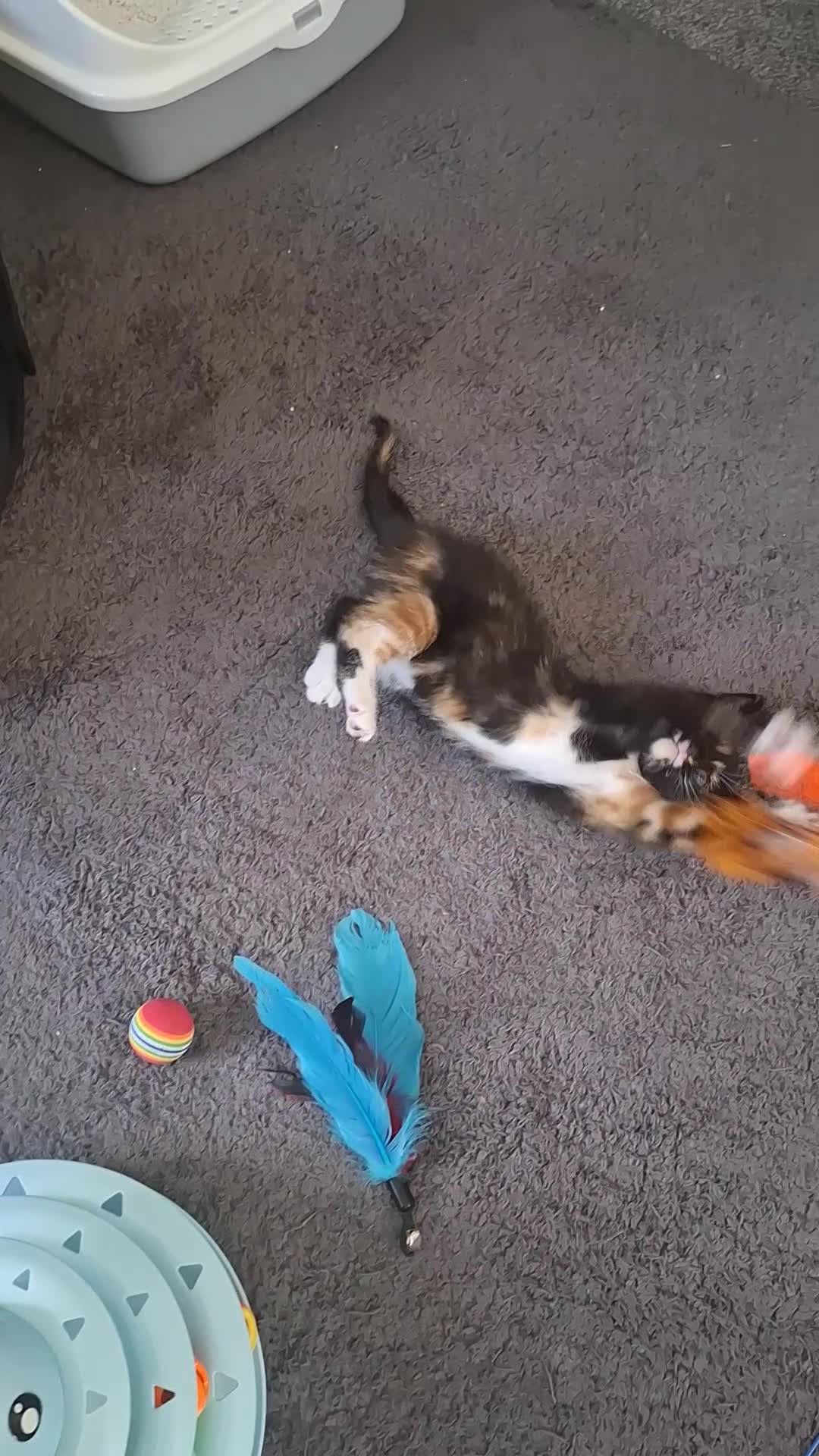 Mixed Breed cats for sale: 3 absolutely stunnimg kittens - Video 2