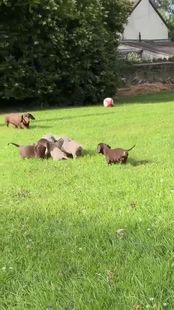 Miniature Dachshund dogs for sale: Gorgeous KC registered Minature Daxi puppies  - Video 1