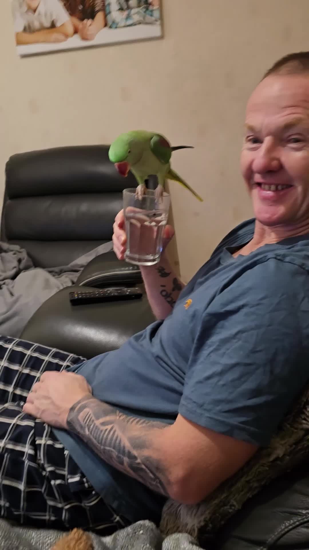 Parrots birds for sale: Alexandrine parrot - Video 2