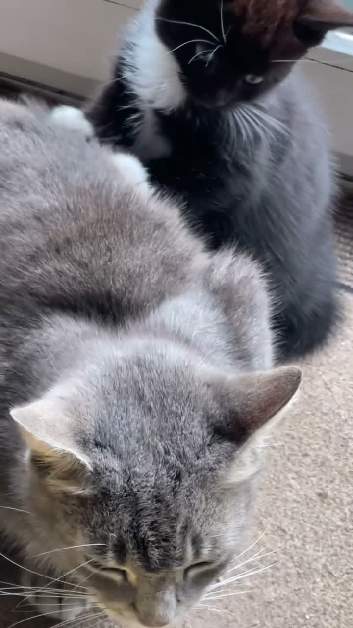 Mixed Breed cats for sale: 1 Beautiful Black & White Female Kitten Left  - Video 1