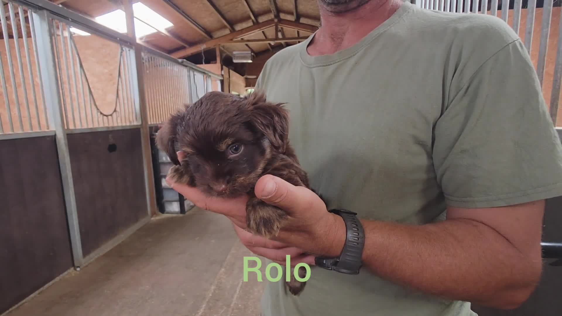 Yorkshire Terrier dogs for sale: Chocolate Yorkies  - Video 2