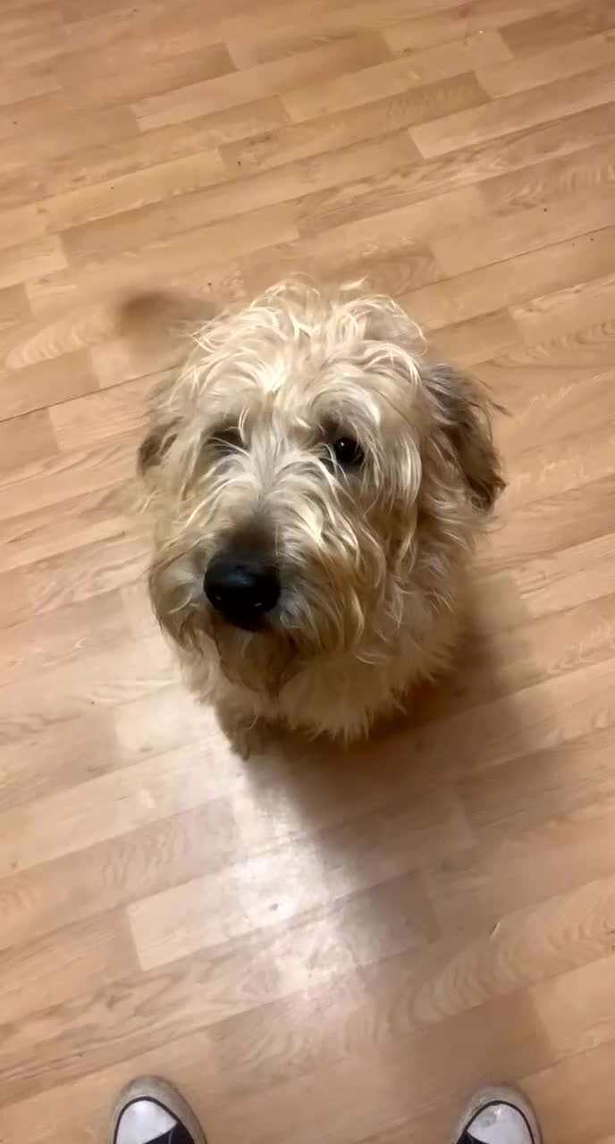 Mixed Breed dogs for sale: Kennedy  - Video 1