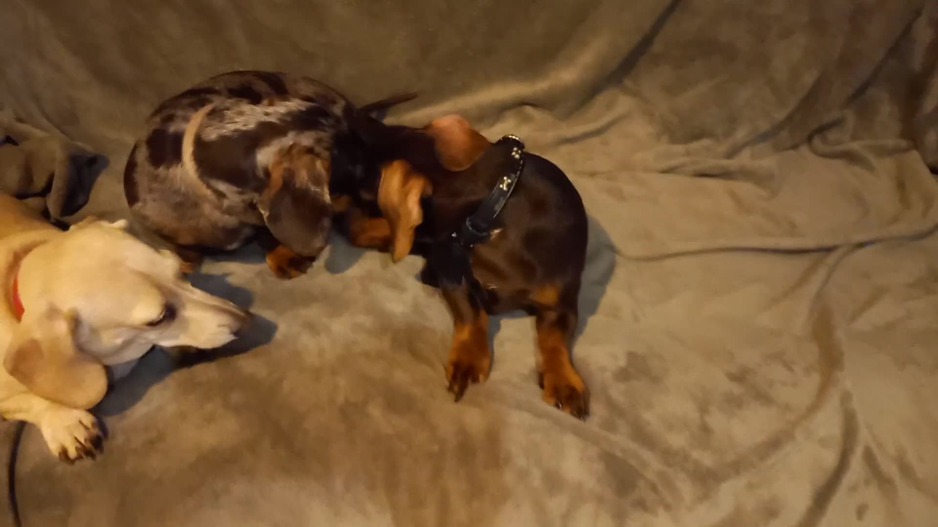 Miniature Dachshund dogs for sale: Young Buddy boy looking for a new home . - Video 1