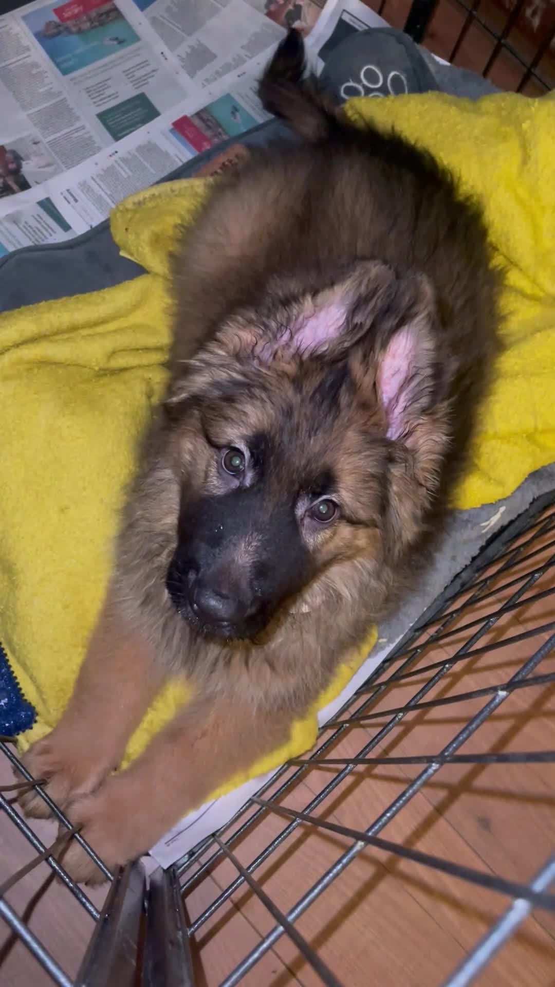 German Shepherd dogs for sale: German Shepherd MALE - Huge  - Video 2