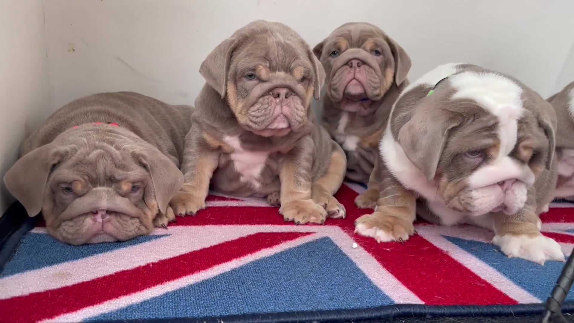 English Bulldog dogs for sale: Quality English bulldogs  - Video 1
