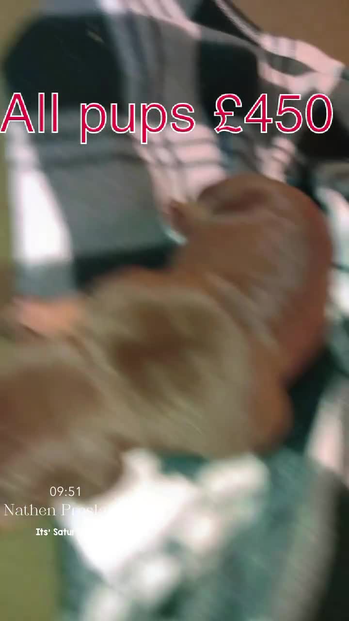 Mixed Breed dogs for sale: Rotterbulls - Video 1